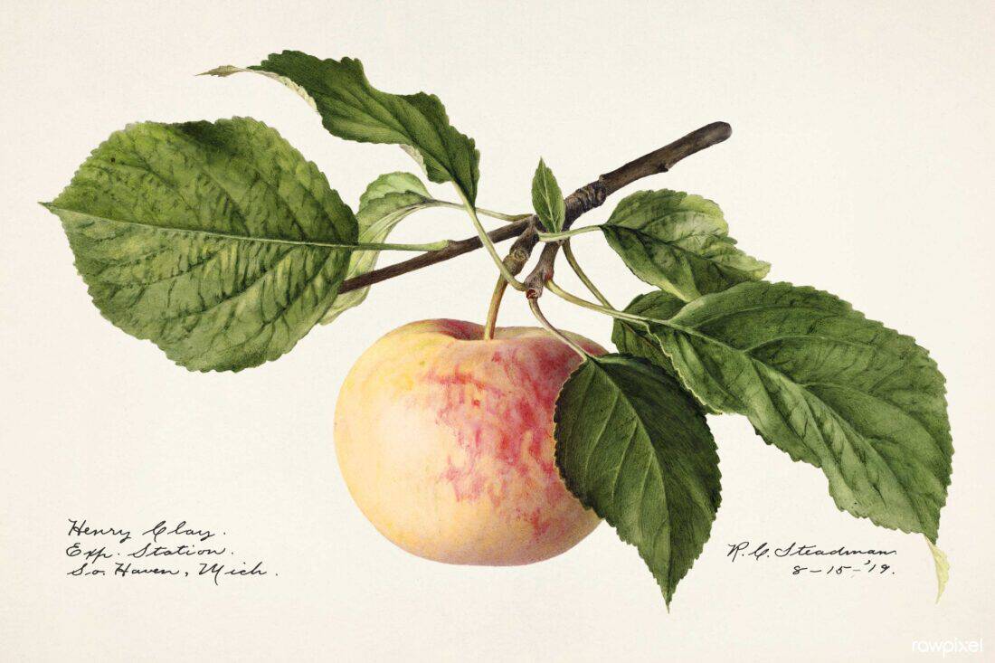 A detailed botanical illustration of an apple branch, showcasing a ripe apple with red and yellow skin. The lush green leaves complement the fruit. Handwritten notes, along with a subtle nod to the theme of Apples reminiscent of TEDxDirigo's focus on ideas, are visible at the bottom.