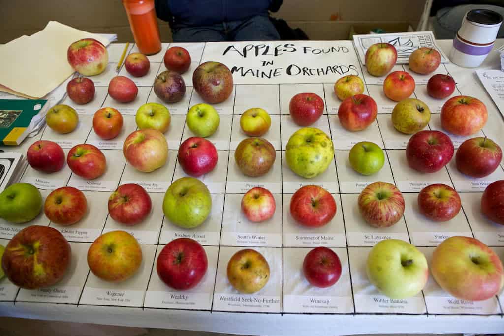 A TEDxDirigo display features an array of apple varieties from Maine orchards, each placed on a labeled grid. The apples vary in size, color, and shape, beautifully showcasing the region's diverse offerings.