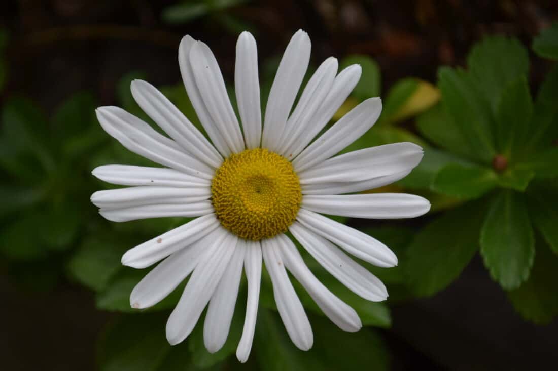 A close-up of a white daisy, montauk daisy reminiscent of a classic Japanese flower, with a vibrant yellow center, set against a backdrop of lush green leaves. The petals are evenly spaced and radiate outward, creating a beautifully symmetrical appearance.