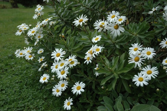 Nipponanthemum nipponicum A cluster of white daisies with yellow centers grows amidst lush green foliage and grass, reminiscent of a serene Japanese garden. The flowers are in full bloom, creating a vibrant and lively natural scene.