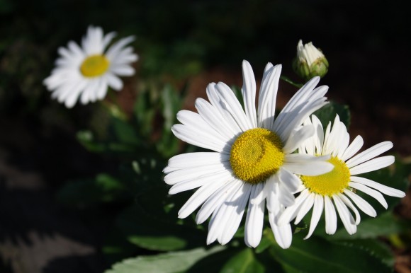 Close-up of white daisies with yellow centers basking in sunlight, reminiscent of a serene Japanese flower garden. Two daisies are prominently in focus, with green leaves and a bud in the background. The surrounding area is softly blurred.