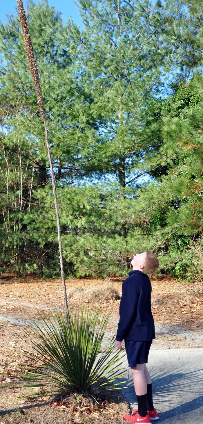 A boy in a navy jacket and shorts stands on the sidewalk, gazing up at a tall yucca plant with a long, straight stalk. Pine trees and Blue Sotol surround him in the background, all bathed in the glow of a sunny day.