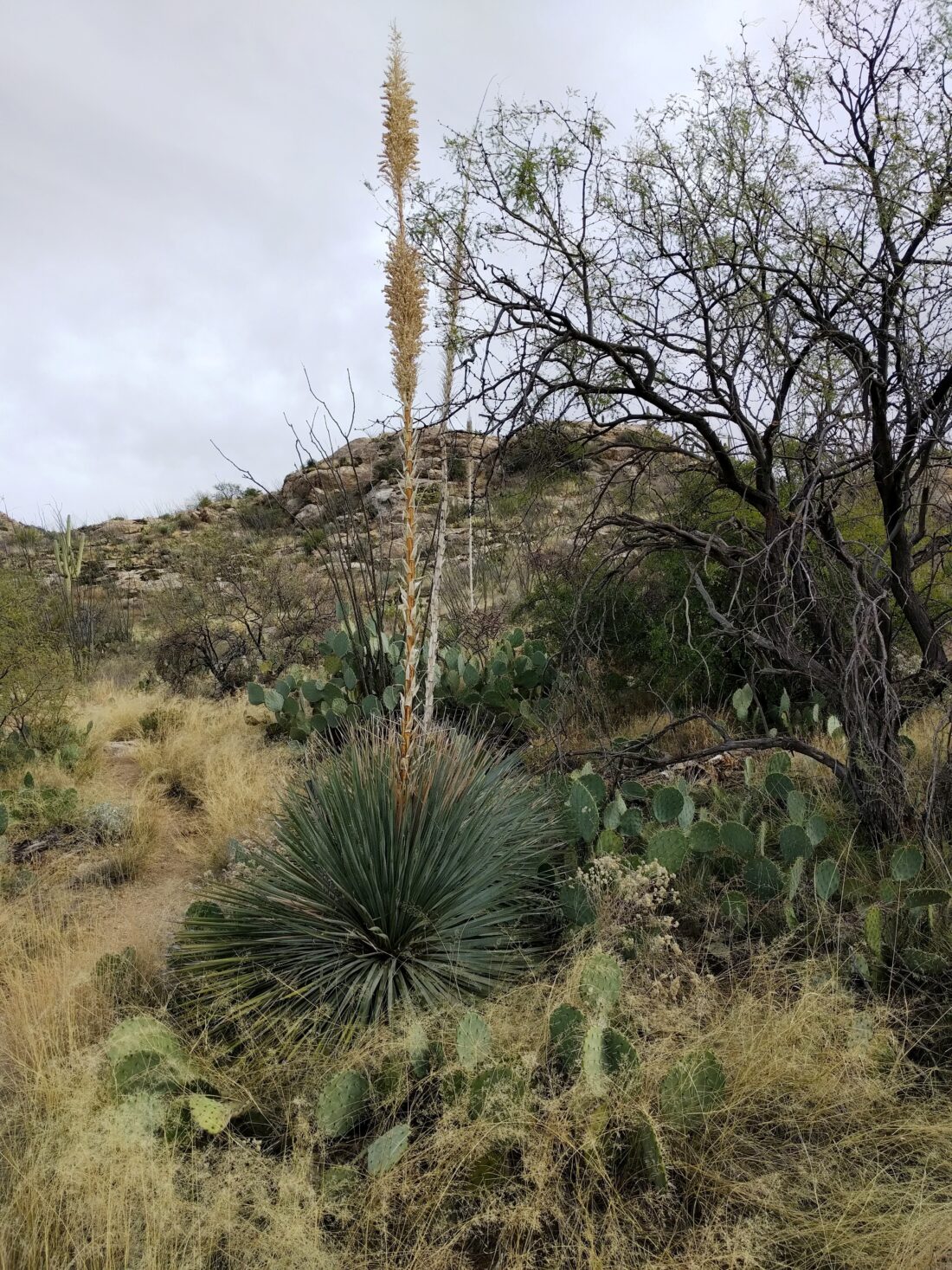 Desert landscape with a towering yucca plant in the foreground, surrounded by prickly pear cacti and dry grasses. A leafless tree stands on the right, and a hill dotted with Wheeler's Sotol vegetation rises in the background under a cloudy sky.