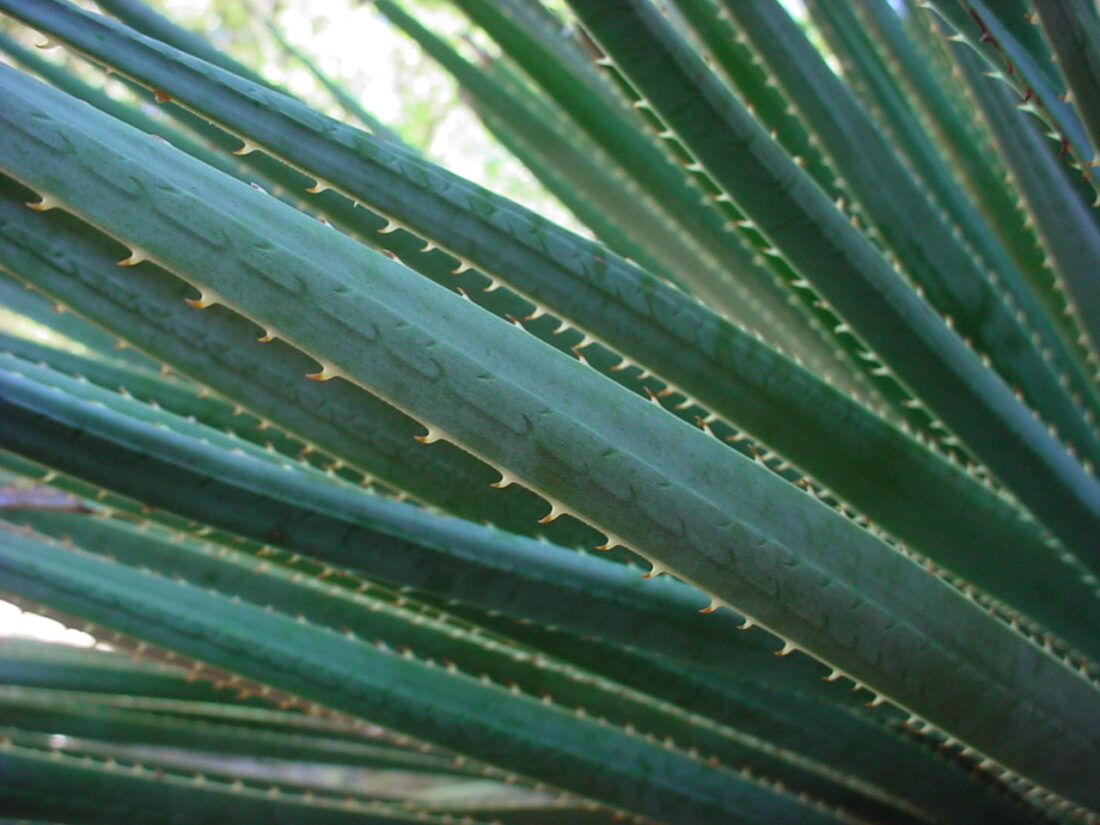 Close-up of green, spiky Wheeler's Sotol leaves arranged in a radial pattern. The serrated edges create a textured appearance, while the out-of-focus background highlights the intricate structure of this remarkable plant.