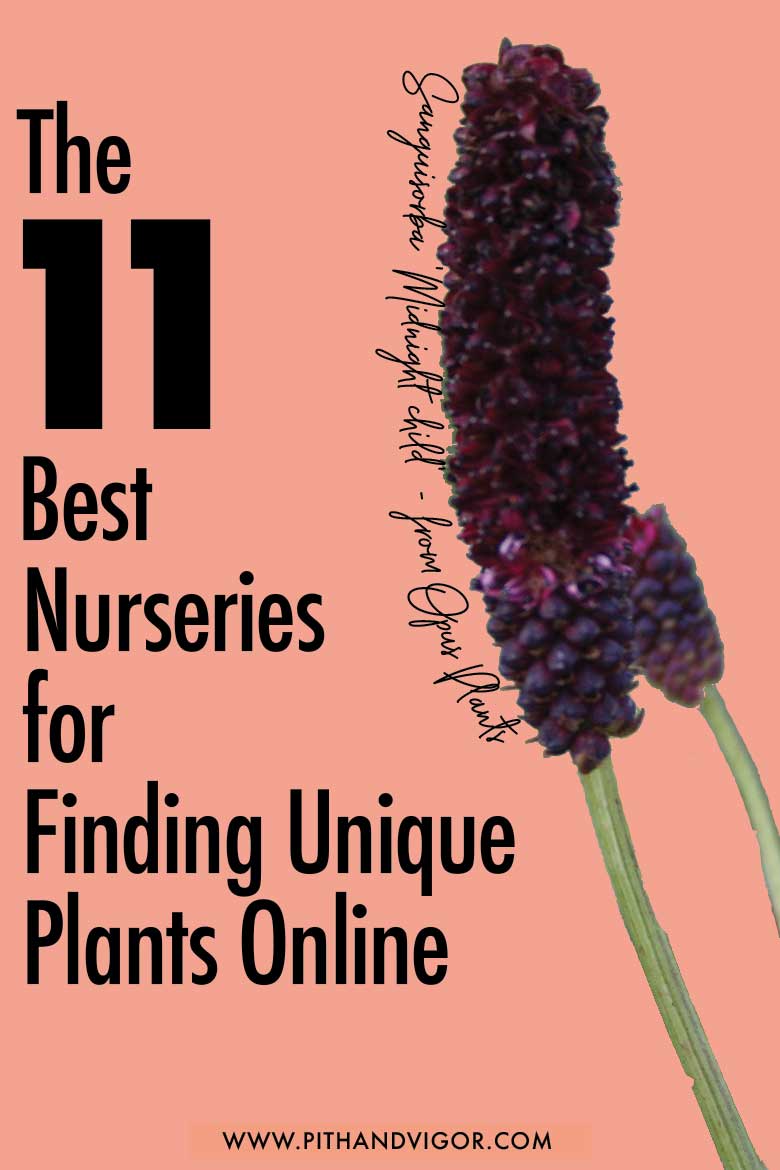 the 11 best nurseries for finding unique plants online