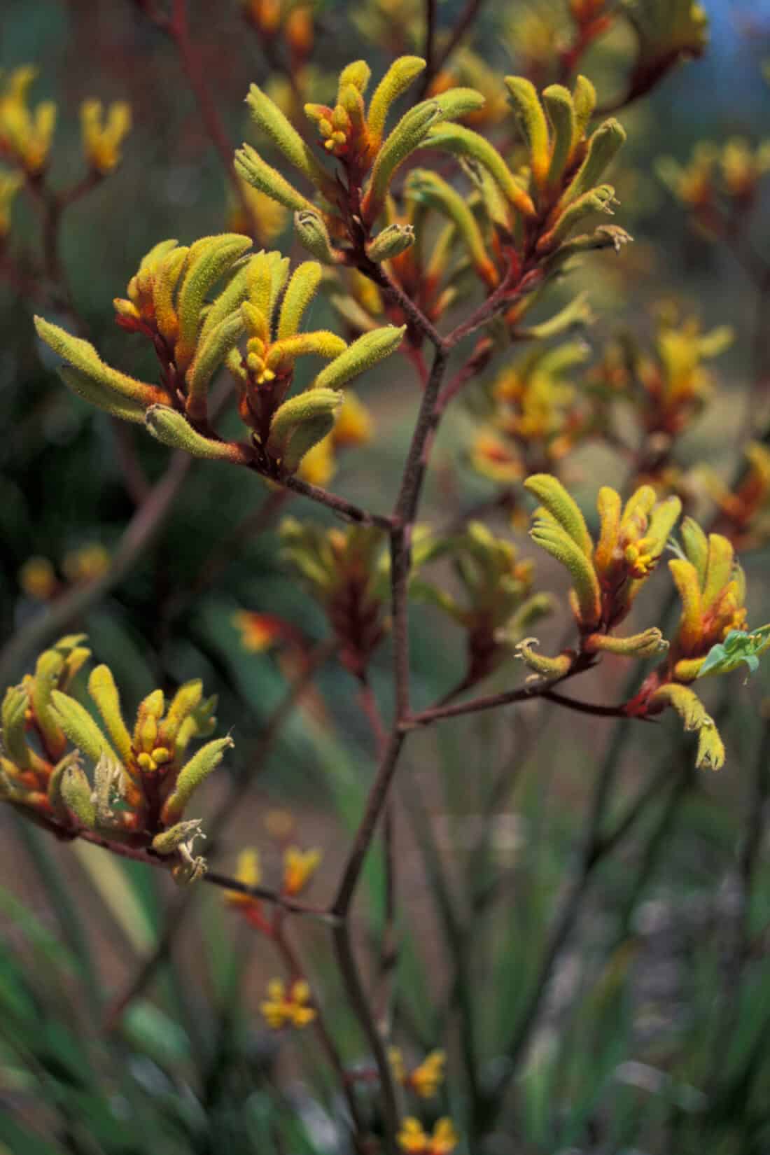 A close-up of a kangaroo paw plant showcases its vibrant yellow and orange flowers on slender red stems. The fuzzy texture of the petals is clearly visible, contrasting beautifully against a soft-focus green and brown background, reminiscent of the natural beauty found in the Land Down Under.