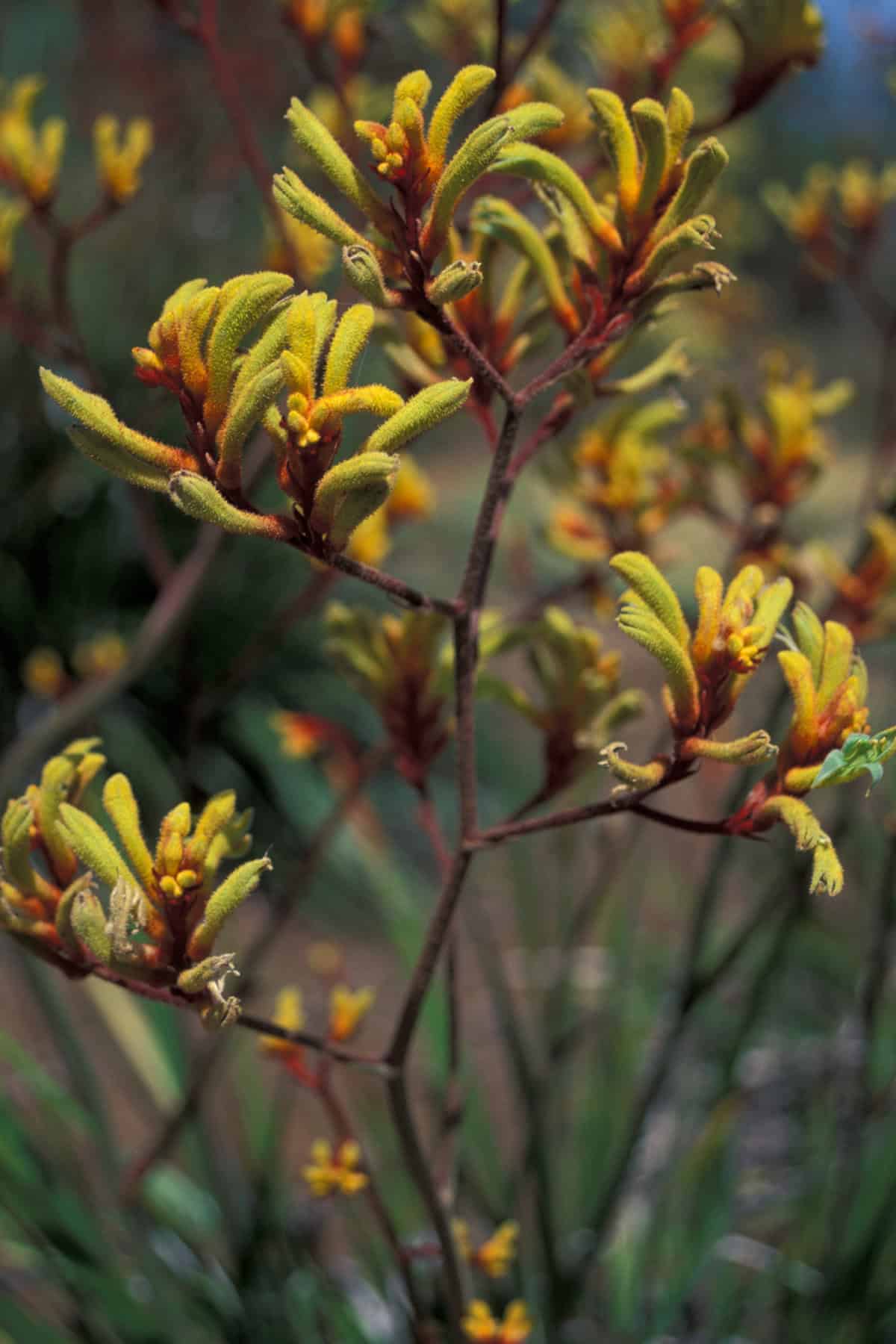 A close-up of a kangaroo paw plant showcases its vibrant yellow and orange flowers on slender red stems. The fuzzy texture of the petals is clearly visible, contrasting beautifully against a soft-focus green and brown background, reminiscent of the natural beauty found in the Land Down Under.