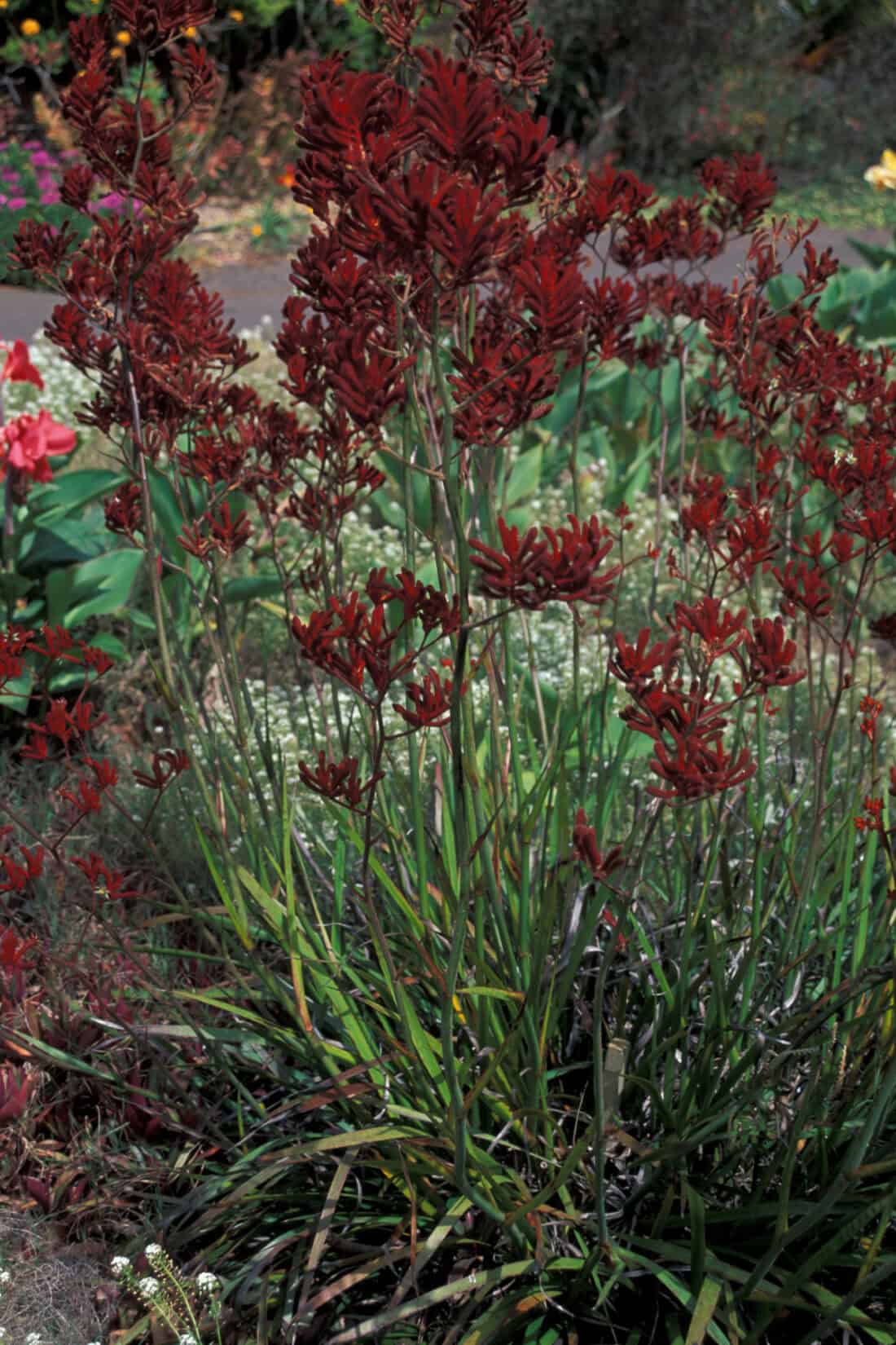 Tall, vibrant red kangaroo paw flowers with velvety petals and green stems thrive in a lush garden setting, reminiscent of the botanical wonders found in the Land Down Under, surrounded by diverse greenery.