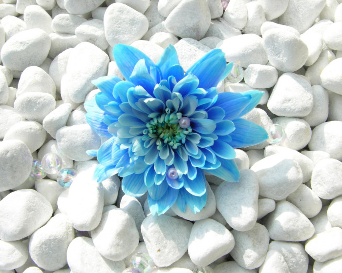 Chasing Blue - Why is it that we want the unsustainable flower?