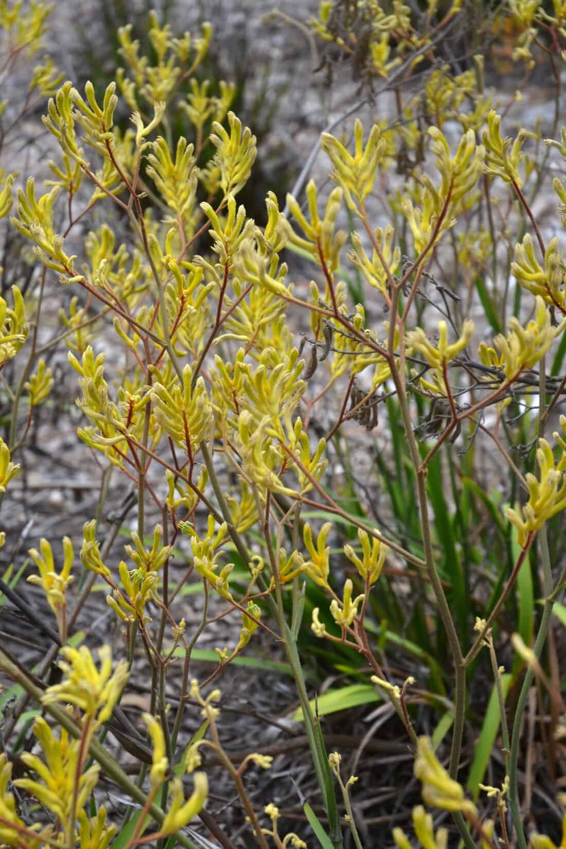 Yellow kangaroo paw flowers, with their slender, tubular blooms and long stems, thrive in a natural setting surrounded by dry grass and soil in the Land Down Under. Their unique shape resembles small claws or paws, a fascinating feature of this Australian native plant.