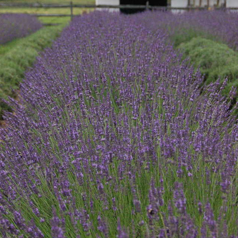 A row of Maine native lavender plants in a field.