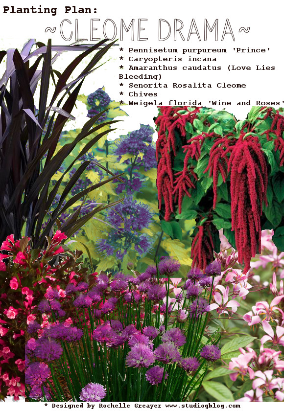 Planting plan to highlight cleome by rochelle greayer www.pithandvigor.com 