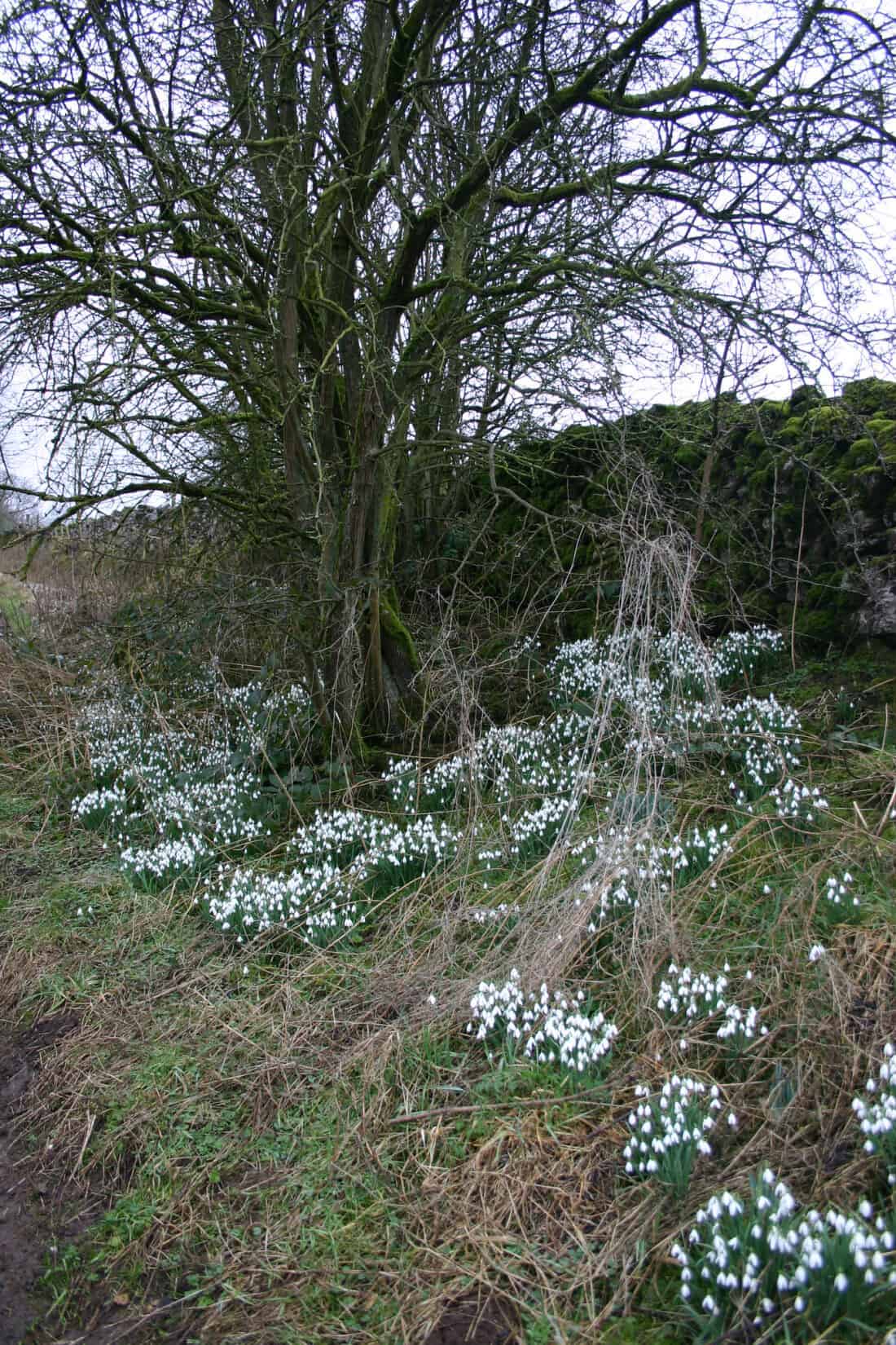 A tree with bare branches stands next to a stone wall. As the snow melts, numerous white snowdrops emerge at its base amidst dry grass, creating a contrast between the delicate flowers and the rugged winter landscape.