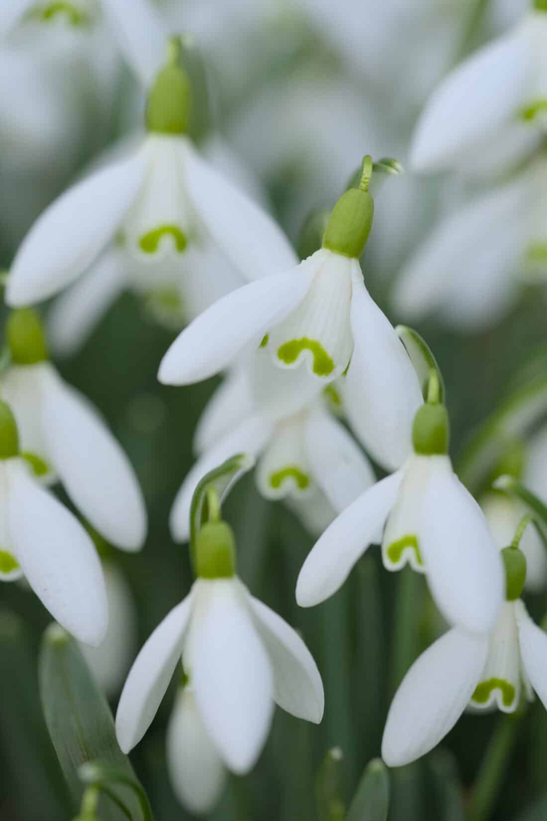 Close-up of several snowdrop flowers with green markings, hanging downward as they emerge. The background is filled with more snowdrops and green leaves, exuding a fresh, natural feel indicative of early spring as the snow melts away.