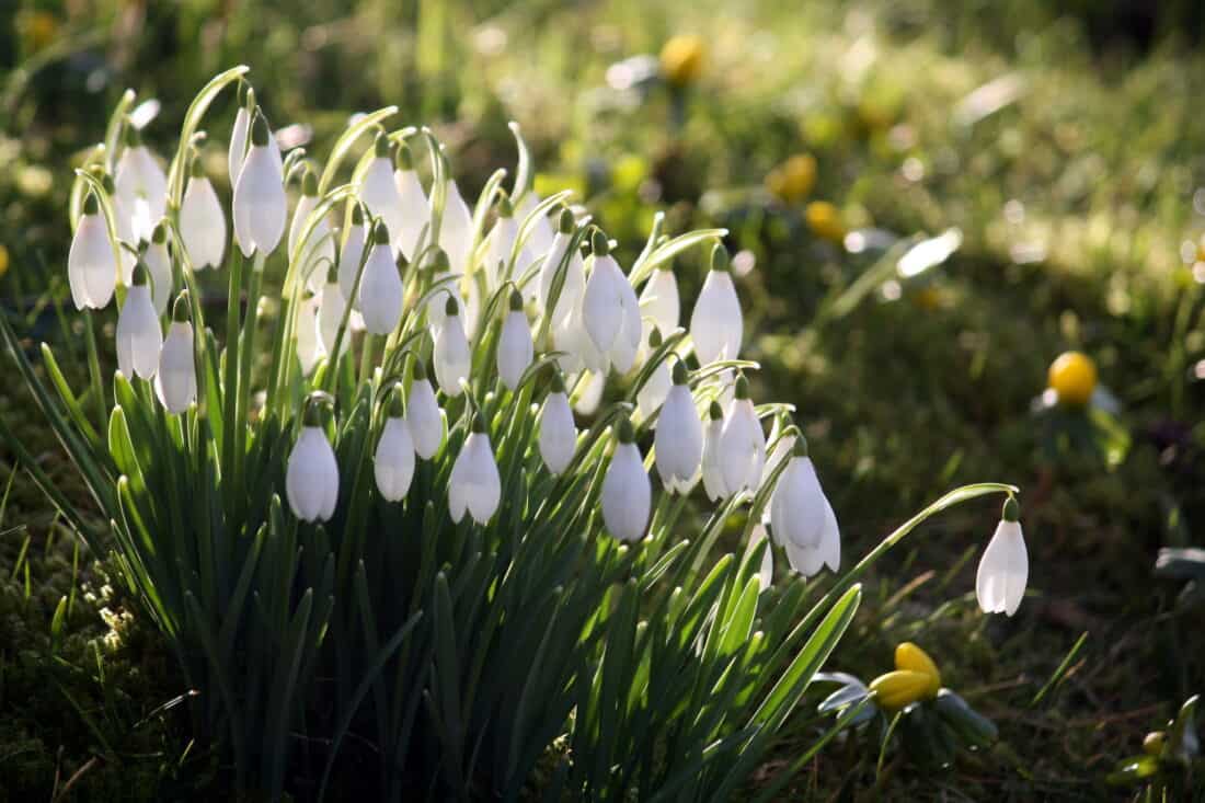 A cluster of white snowdrop flowers with green stems emerges, bathed in sunlight. They are surrounded by lush green grass and scattered yellow flowers, creating a vibrant spring tableau.