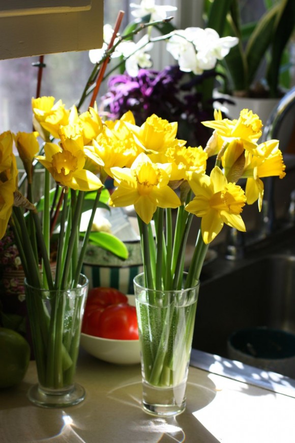 spring daffodils by rochelle greayer www.pithandvigor.com