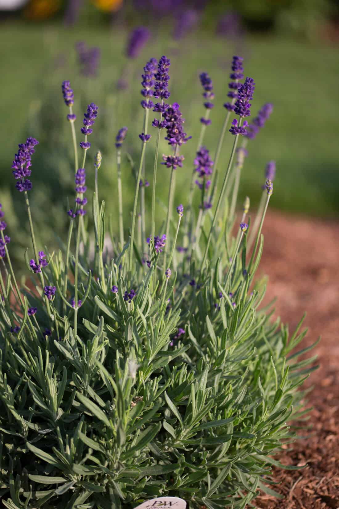 Close-up of a lush lavender plant with vibrant purple flowers and green foliage, growing in a garden bed with mulch. The background is blurred, highlighting the lavender's natural beauty and its subtle purple edge in a peaceful setting.