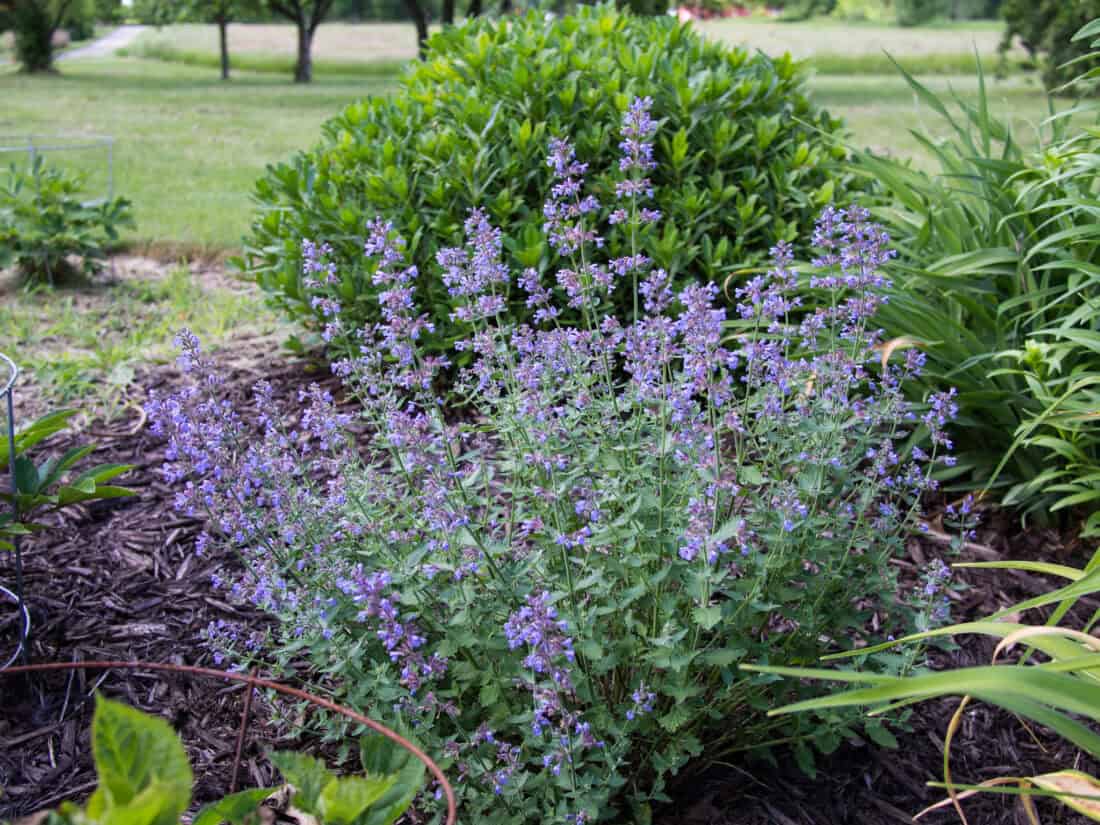 A lush garden features a flourishing bush of lavender flowers with vibrant purple edges amid green foliage. In the background, a larger, round shrub is surrounded by well-maintained grass and trees, creating a serene, natural scene enhanced by clusters of catmint.