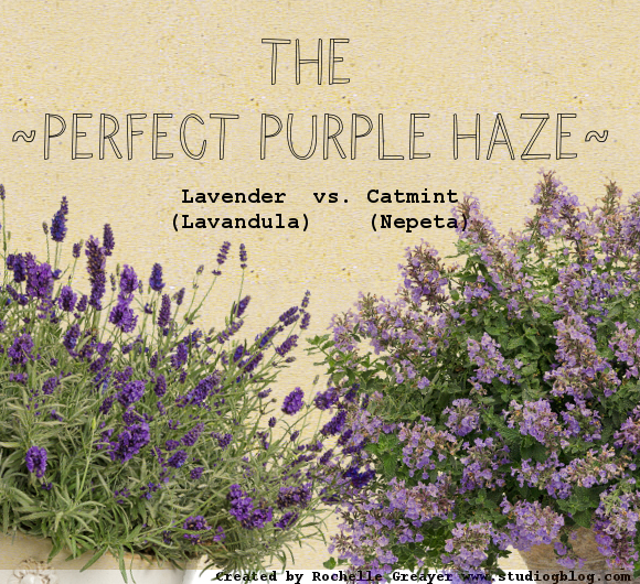 lavender vs catmint for the perfect pruple edge www.pithandvigor.com