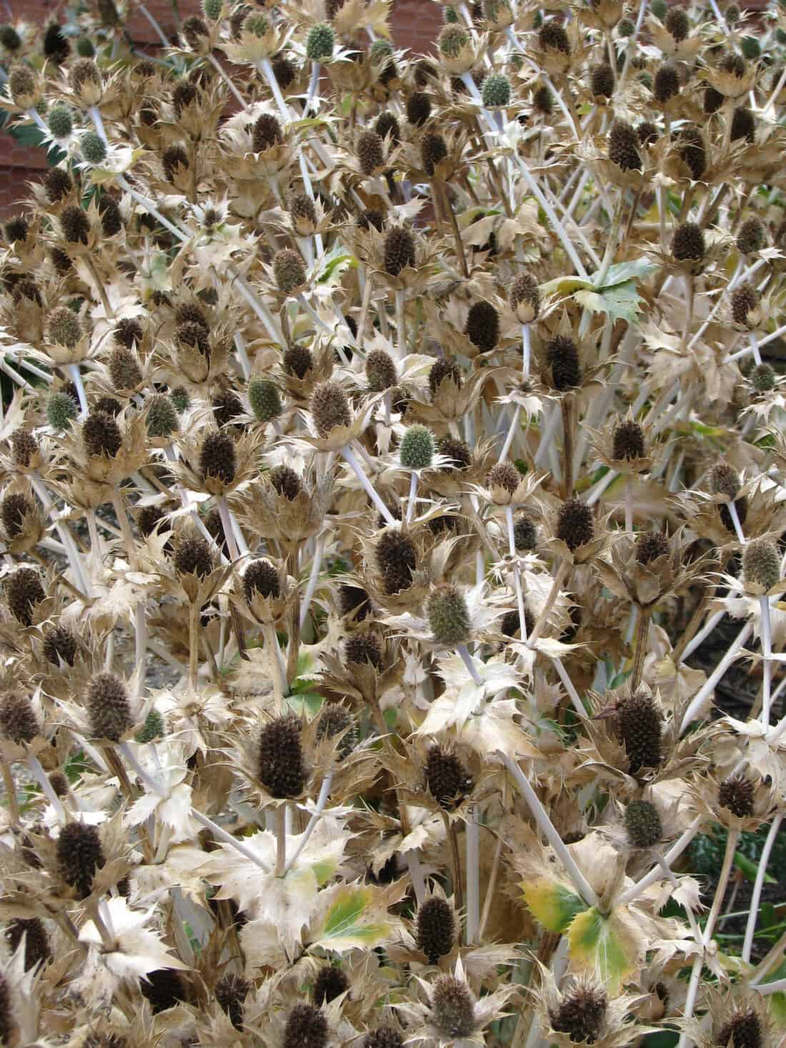 A close-up of a plant reveals the delicate beauty that might have once thrived in the legendary gardens of Ellen Willmott, echoing her legacy as the "Ghost of Ellen Willmott" continues to inspire gardening aficionados with tales of her horticultural passion.