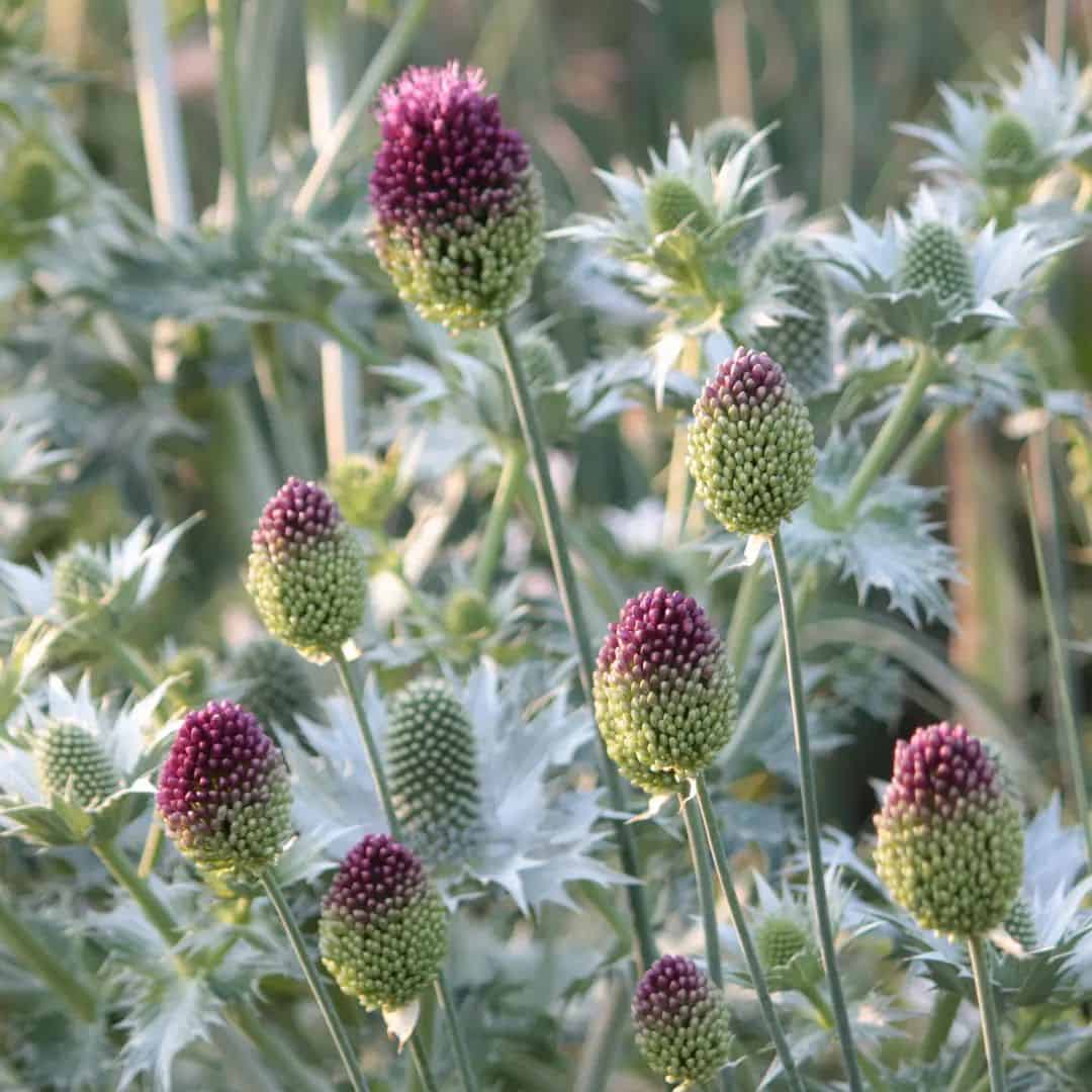 A cluster of flowering plants with tall stems and vibrant buds, transitioning from green at the base to deep purple at the tips. Amongst them, Eryngium giganteum adds an ethereal touch, its silvery-green foliage creating a textured landscape reminiscent of the Ghost of Ellen Willmott.