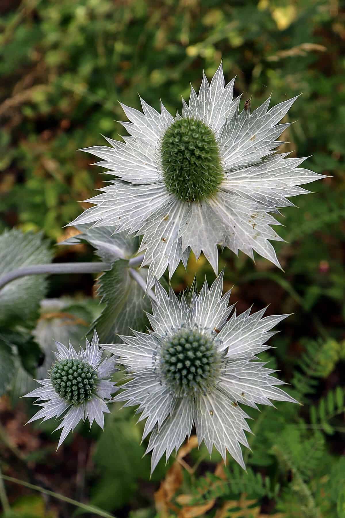 Three Eryngium giganteum, also known as Ghost of Ellen Willmott, display their spiky white bracts and central green cones against a blurred green backdrop.