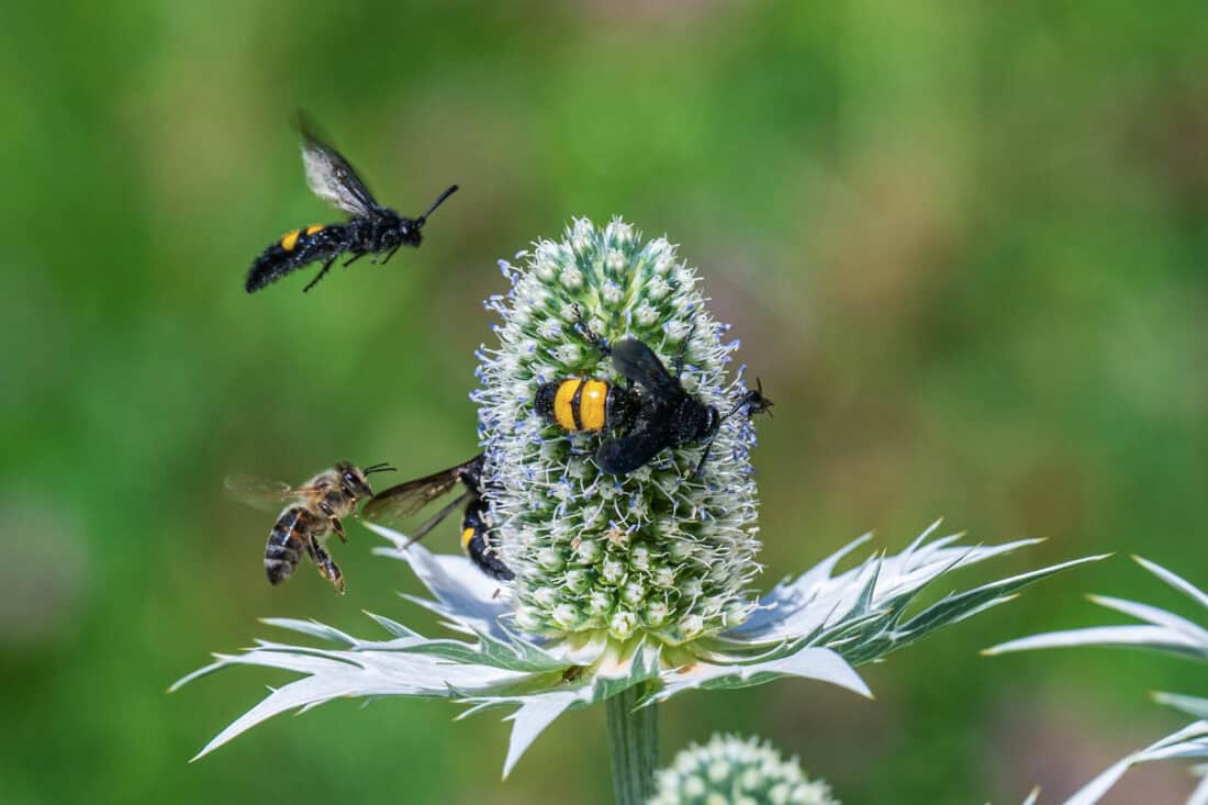 Various insects, including bees and wasps, gather around an Eryngium giganteum, also known as the Ghost of Ellen Willmott, with spiky leaves in a vibrant green setting. One insect hovers in mid-flight as others rest on the intriguing flower.