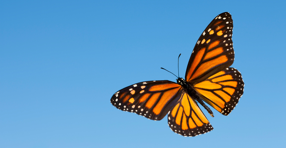 A monarch butterfly flying against a blue sky.