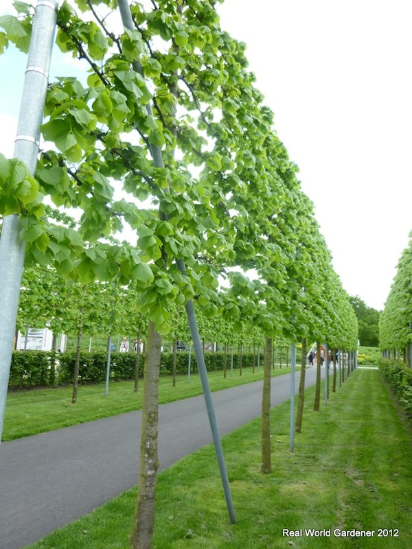 Living-walls-Pleached-trees-Marianne-Cannon-