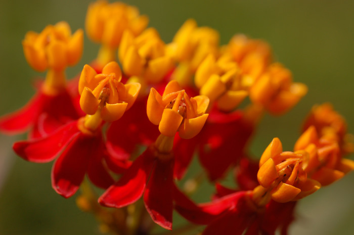 Mexican_Milkweed_Asclepias_curassavica_Flowers_Closeup_3008px
