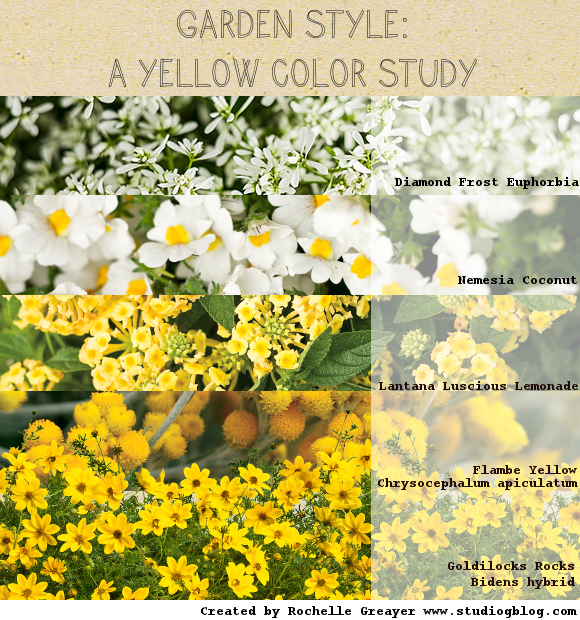 Yellow color study planting by rochelle greayer www.pithandvigor.com