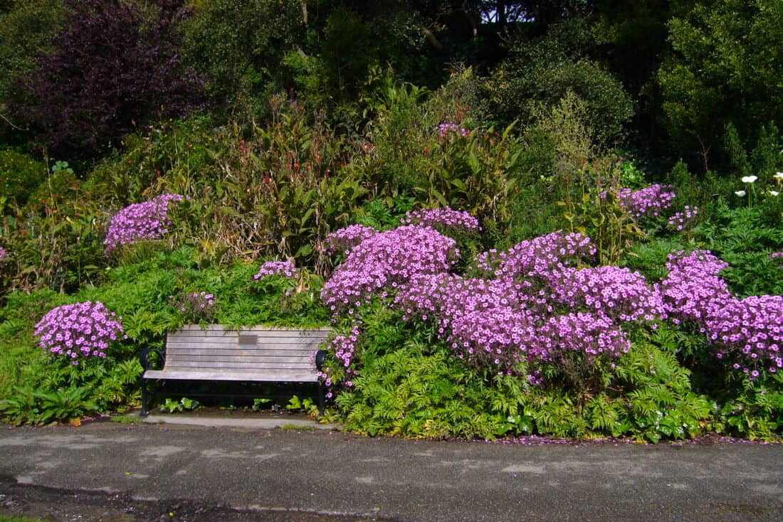 A wooden bench is partially surrounded by lush greenery and vibrant Geranium maderense blossoms in a garden setting. The bench is positioned on a paved pathway, with a backdrop of dense foliage and flowering plants, inspiring you to grow one plant like it next year.