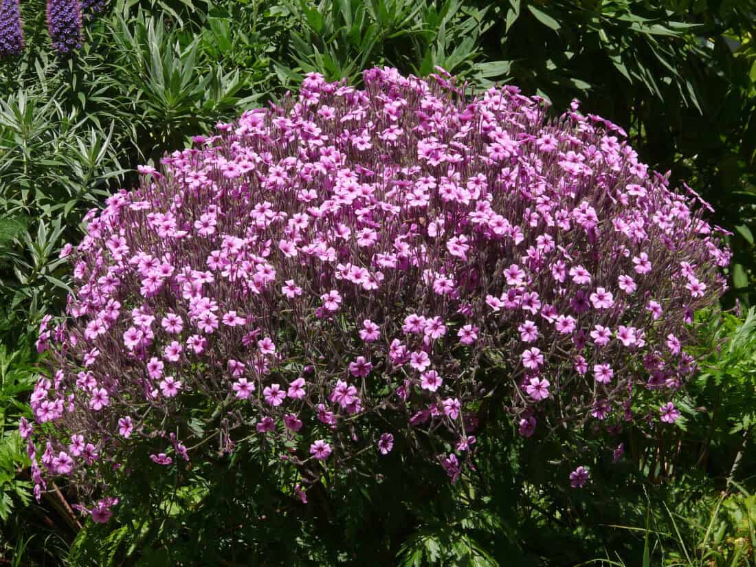 A lush Geranium maderense covered in vibrant pink flowers blossoms in a garden, surrounded by green foliage and other plants. The scene is bright and colorful, with the pink flowers creating a vivid focal point amidst the lush greenery.