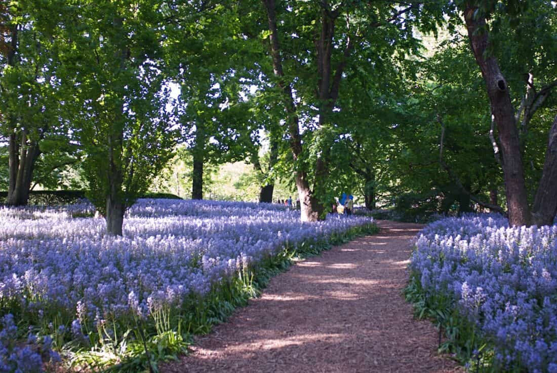 A scenic garden path winds through a lush grove of trees, surrounded by vibrant Spanish Bluebells. Sunlight filters through the green foliage, casting a serene glow over this picturesque scene that would delight any gardening enthusiast.