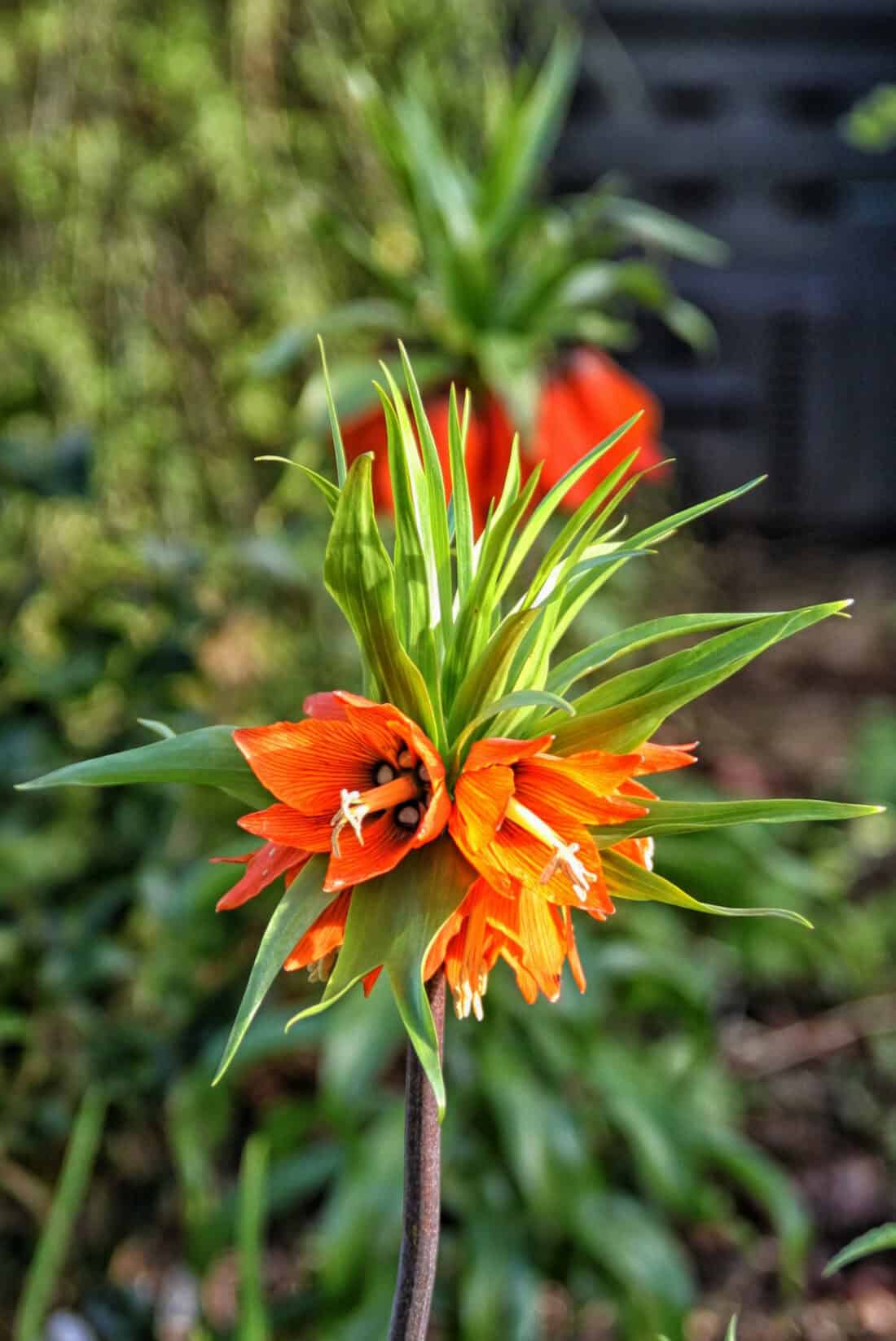 Close-up of a vibrant orange Crown Imperial, scientifically known as Fritillaria imperialis, with green, spiky leaves set against a blurred natural background. Another similar flower is visible in the distance.