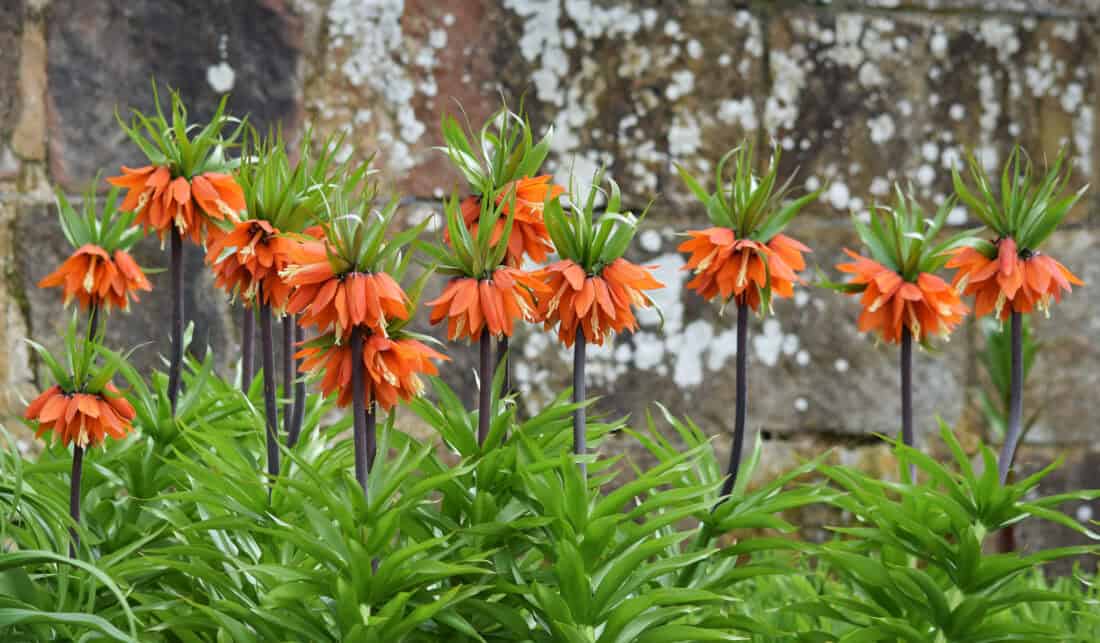 Fritillaria, known as Crown Imperial, boasts tall stems and drooping petals, standing elegantly before a textured stone wall, surrounded by lush green leaves.