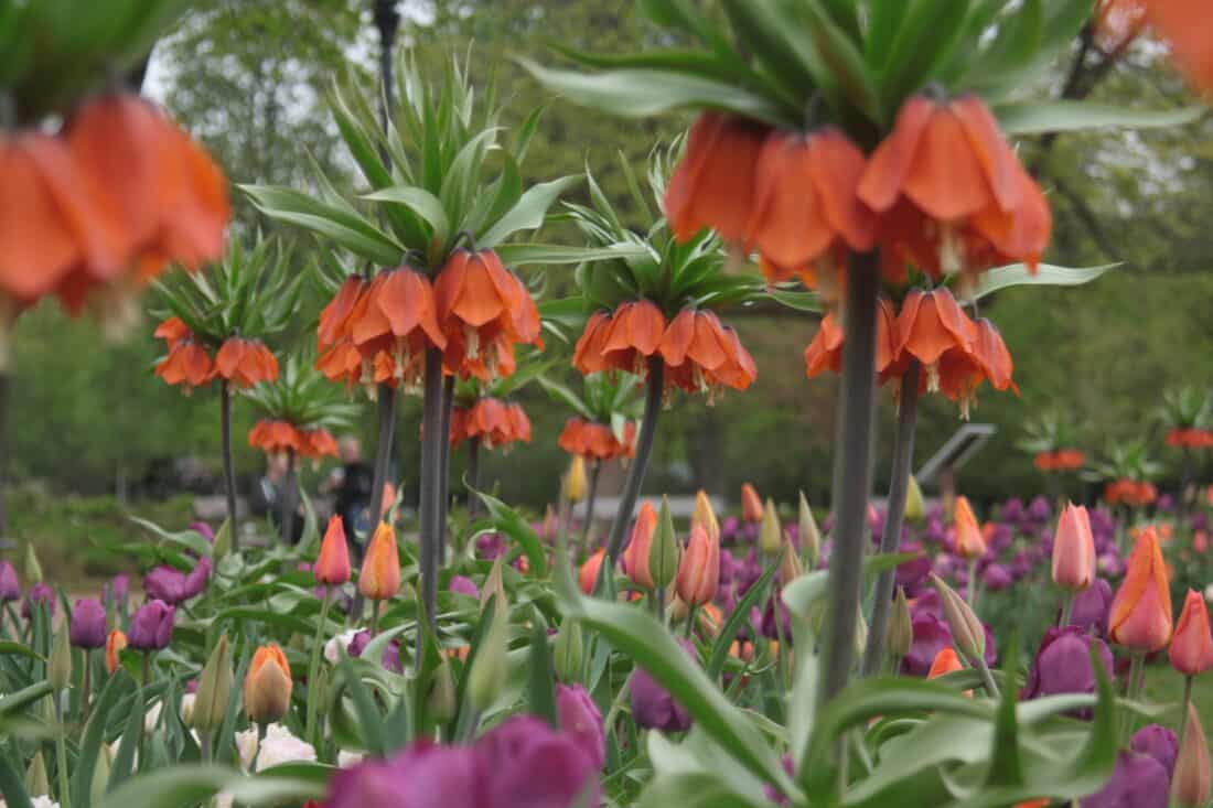 A vibrant garden showcases tall Crown Imperial fritillaria flowers surrounded by a sea of purple and pink tulips, set against a backdrop of lush green foliage.