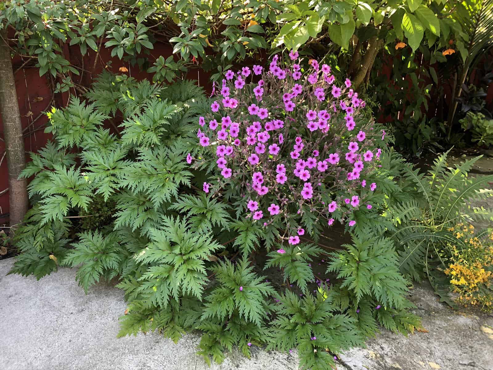 A vibrant cluster of Geranium maderense flowers is surrounded by lush green foliage. The plants are set against a wooden fence, with sunlight filtering through leaves, casting gentle shadows on the ground.