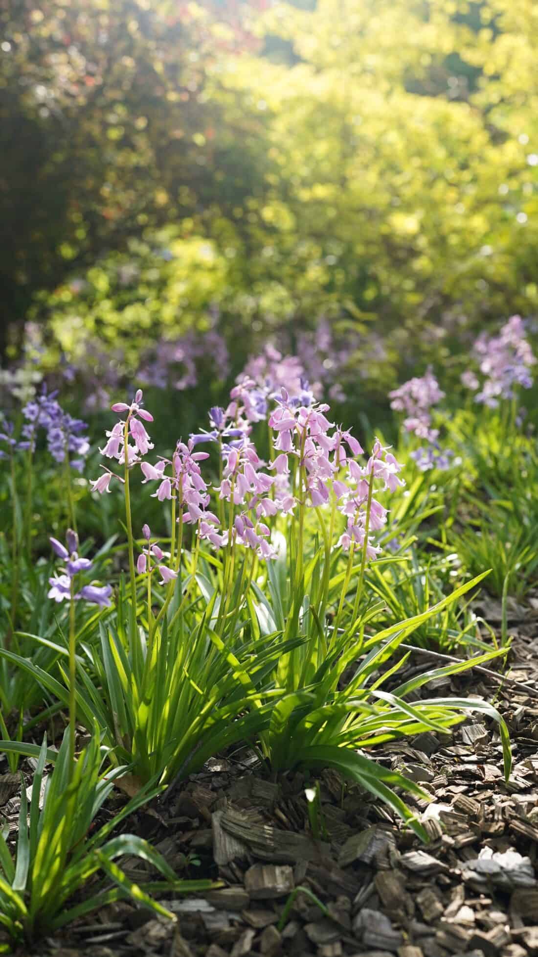 A sunlit garden reminiscent of Spanish Bluebell Woods features clusters of pale pink and Hyacinthoides hispanica. The flowers are surrounded by lush green foliage and wood mulch, with soft light filtering through the trees in the background.