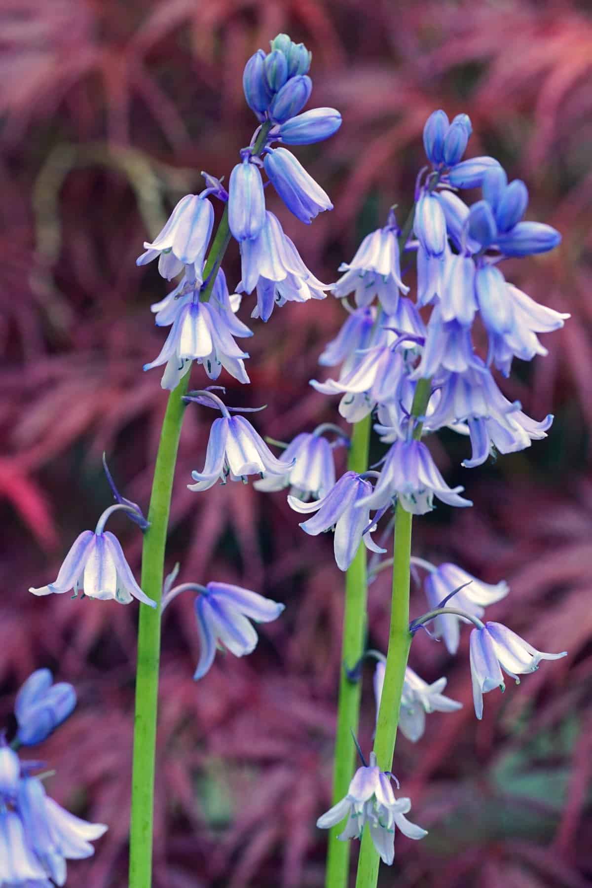 Close-up of tall, slender Hyacinthoides hispanica flowers with delicate, drooping blooms and long green stems, set against a blurred background of pinkish-red leaves, capturing the enchanting essence of Spanish Bluebell Woods.