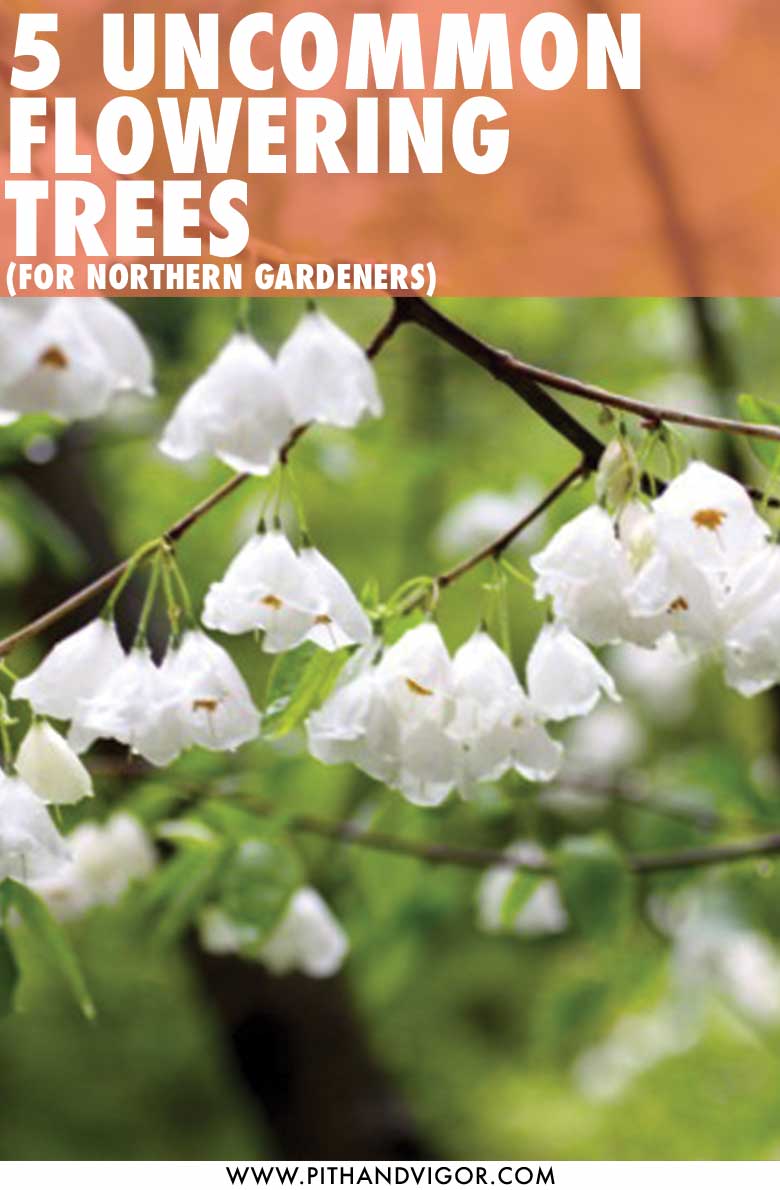 uncommon flowering trees for northern gardeners
