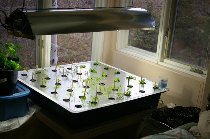Hydroponic growing 