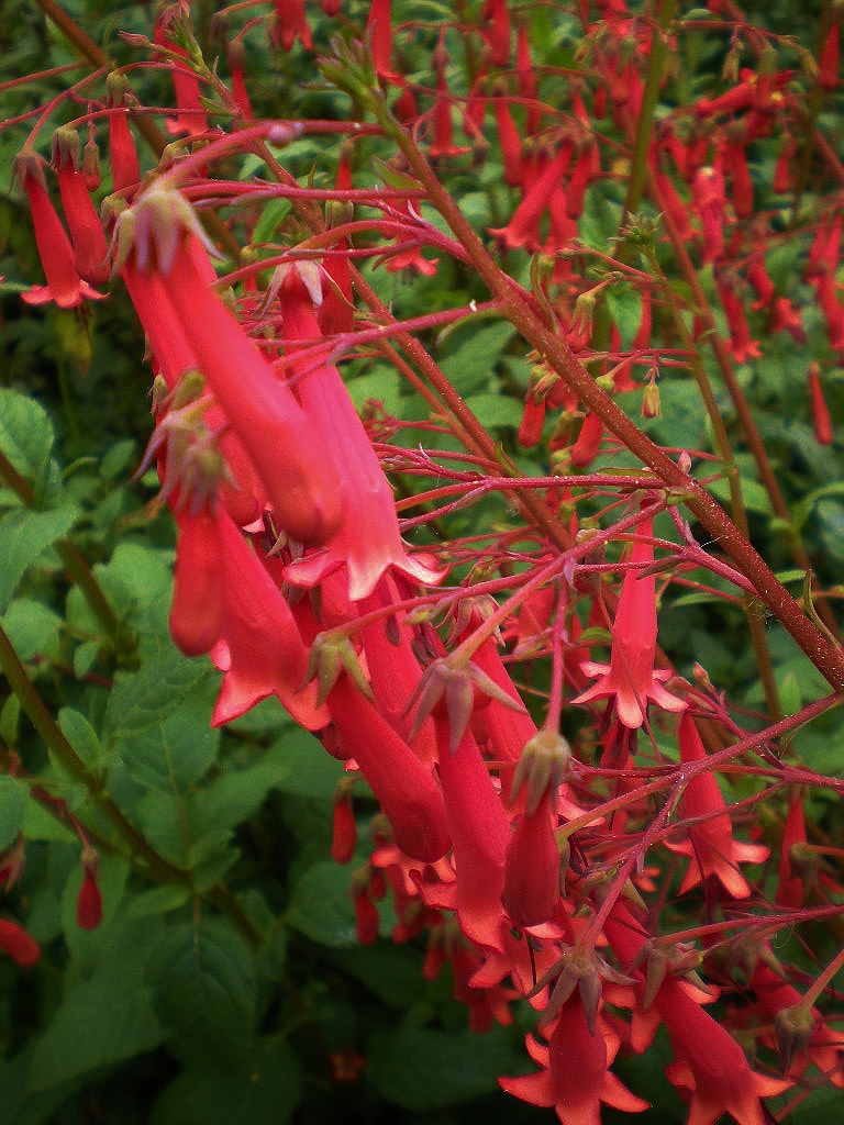 Close-up of vibrant pink tubular flowers on a bushy Cape Fuchsia plant, set against a backdrop of lush green leaves. This ornamental plant features clusters of blossoms that create a striking contrast with the foliage, perfect for adding flair to any gardening endeavor.