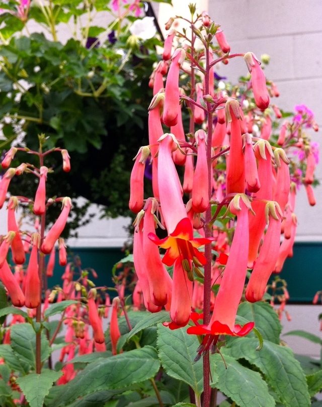 Cape Fuchsia's bright pink tubular flowers with orange-yellow centers bloom on tall, slender stems surrounded by green leaves. The background is slightly blurred, featuring a white wall and more foliage.