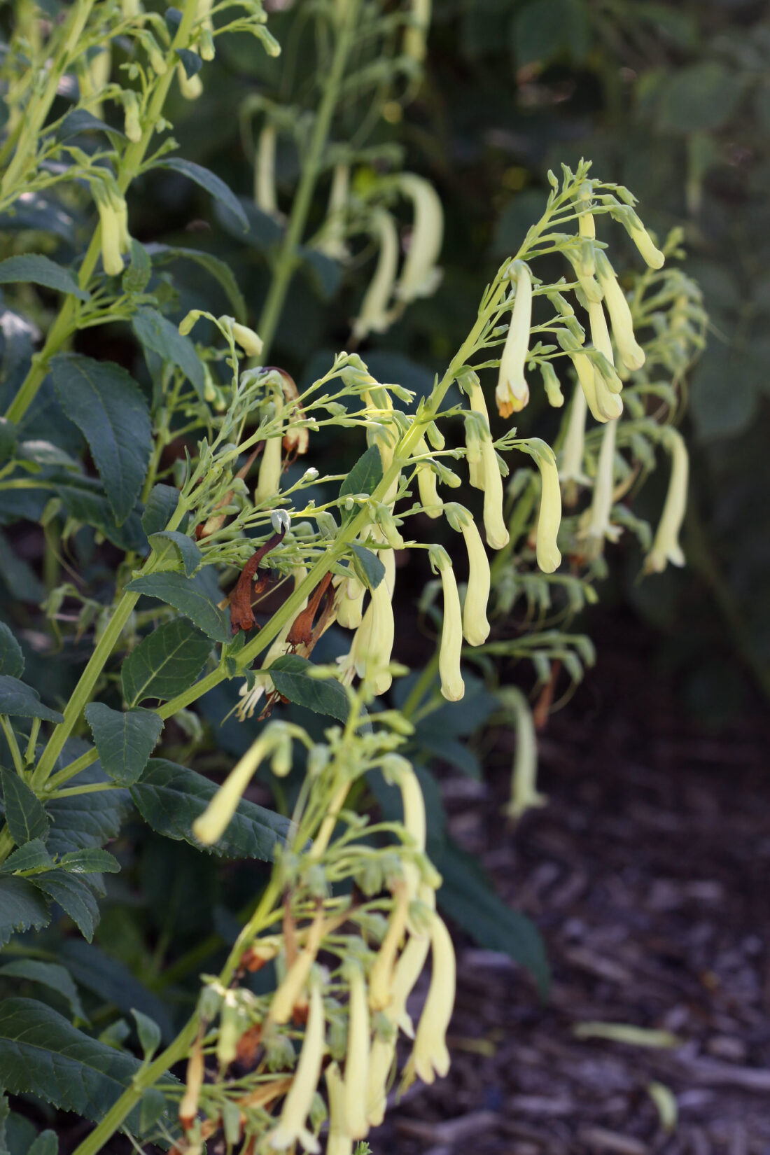 Long, tubular pale yellow flowers dangle from green stems against a backdrop of lush foliage. The cape fuchsia plant thrives in this garden bed, its vibrant blooms contrasting beautifully with the rich mulch-covered soil.