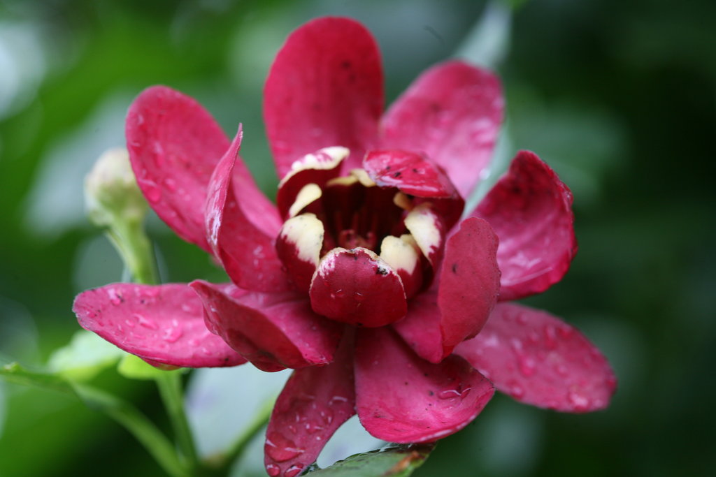 A red flower with water droplets on it.