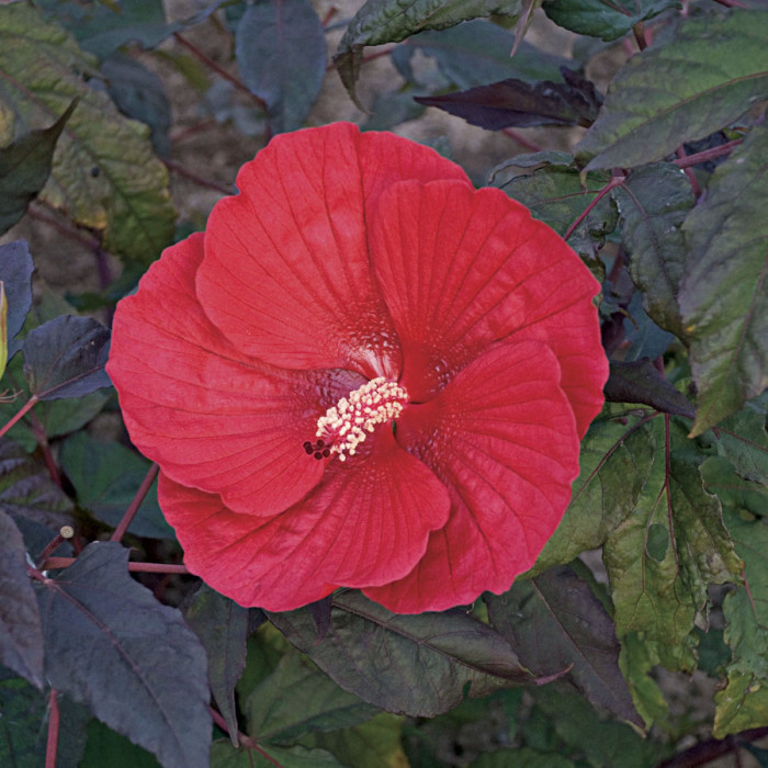 midnight marvel hibiscus www.pithandvigor.com