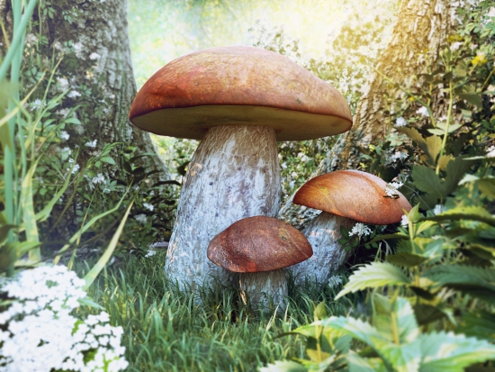 mushroom by xfrog.inc