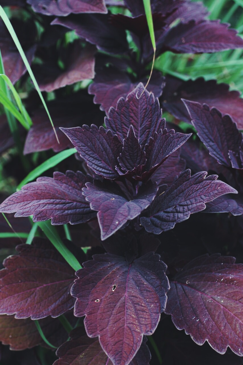 Close-up of purple leaves of coleus with serrated edges, surrounded by long green blades of grass. The plant's rich color contrasts vividly with the greenery, creating a striking visual effect. The leaves look healthy and robust, indicating a flourishing plant.