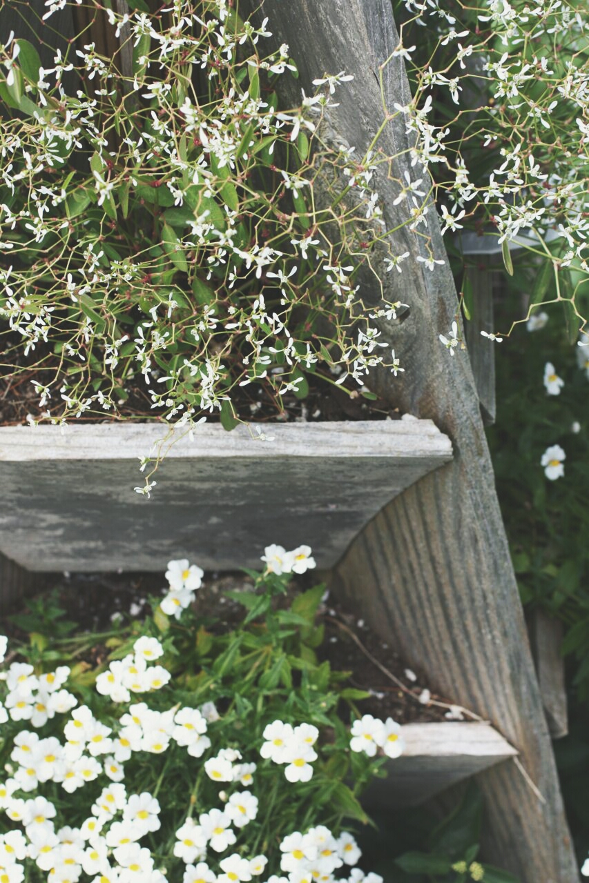 A wooden ladder and strawberry tower planter is repurposed as a plant stand, displaying small white flowers (euphorbia diamond frost) in aging, weathered pots on each tier. Delicate white blossoms cascade gracefully, contrasting with the rustic wooden structure and lush green leaves.